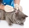 Veterinarian cleans ears cat. on white background