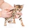 Veterinarian cleans ears to a small kitten. isolated