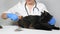 veterinarian combing a calm black cat with a brush, close-up