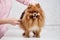 Veterinarian combing pomeranian