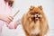 Veterinarian combing pomeranian