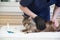 The veterinarian combs the Maine Coon cat with gloves, provides grooming