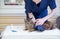 veterinarian combs the Maine Coon cat with gloves, provides grooming and regular care for purebred pets