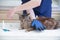 veterinarian combs the Maine Coon cat with gloves, provides grooming and regular care for purebred pets