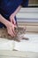 veterinarian combs a street kitten at the volunteer aid station, free cat help