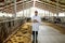 Veterinarian with cows in cowshed on dairy farm