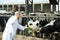 Veterinarian with cows in livestock farm