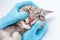 Veterinarian dentist checks condition and health of the cat`s teeth in the clinic. Health and longevity of your pet