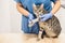 Veterinarian doctor bandaging the injured leg of a cat