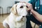 A veterinarian doctor conducts a medical examination of a sick dog in a clinic. Generative AI