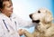 Veterinarian doctor with dog