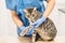 Veterinarian doctor examining the injured leg of a cat