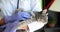 Veterinarian doctor holds gray cat in arms and strokes