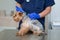 Veterinarian doctor injection to Yorkshire Terrier dog