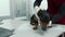 Veterinarian doctor makes a medical examination of a dachshund puppy dog on examination in a veterinary clinic. Old dachshund