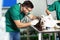 Veterinarian doctor making check-up of a bulldog.