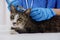 The veterinarian doctor treating, checking on cat at vet clinic