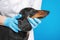 Veterinarian in doctors coat and rubber sterile gloves checks the eyes, ears and skin of obedient dachshund on blue background