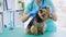 Veterinarian doing injection to yorkshire terrier dog