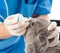 Veterinarian dripping drops to the kitten eye in clinic