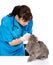 Veterinarian dripping drops to the kitten eye in clinic. isolated