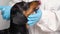 Veterinarian examine in blue glove with a toothbrush is brushing the dog dachshund teeth in front of gray background. Veterinary t