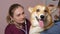 Veterinarian Examine Corgi Dog with Stethoscope