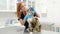 Veterinarian examines a cat of a Maine Coon breed in a veterinary clinic