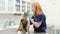 Veterinarian examines a cat of a Maine Coon breed in a veterinary clinic