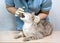 Veterinarian examines a cat`s teeth