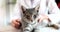 Veterinarian examines cat with stethoscope in clinic