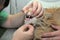 Veterinarian examines cat teeth