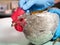 veterinarian examines the chicken