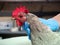 Veterinarian examines the chicken