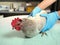 Veterinarian examines the chicken