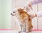 The veterinarian examines the dog. Chihuahua dog at the veterinarian. Animal clinic. Inspection of pets and vaccination