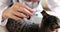 Veterinarian examines ears of cat in veterinary clinic