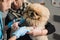 A veterinarian examines a injured paw of a dog