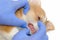 Veterinarian examining chihuahua dogs teeth