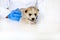 Veterinarian examining a cute dog in medical office.Pet care in veterinary clinic. Hands of a young specialist.Mongrel, purebred