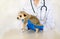 Veterinarian examining a cute dog in medical office.Pet care in veterinary clinic. Hands of a young specialist.Mongrel, purebred