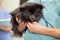 Veterinarian examining cute little dog