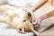 Veterinarian examining a cute nine week old dog puppy