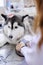 Veterinarian examining cute siberian husky