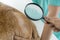 A veterinarian is examining a dog with dermatitis with a magnifying glass. Vet examining dog with bad yeast and fungal infection