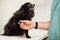 Veterinarian examining dog\'s paw