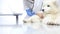 Veterinarian examining dog on table in vet clinic