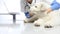 Veterinarian examining dog on table in vet clinic. exam of teeth, ears and fur.