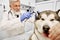 Veterinarian examining ear of malamute in clinic.