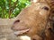 Veterinarian examining the ear of a sheep. Looking for ticks. Parasite,tick. Veterinarian pets. Veterinarian parasite  VeterinaryE